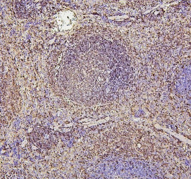 PAX5 Antibody in Immunohistochemistry (Paraffin) (IHC (P))