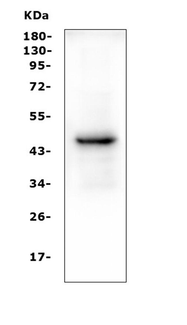 PAX5 Antibody in Western Blot (WB)