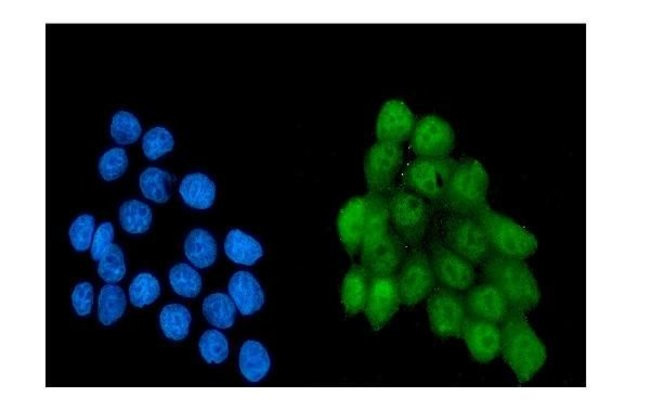 NRF1 Antibody in Immunocytochemistry (ICC/IF)