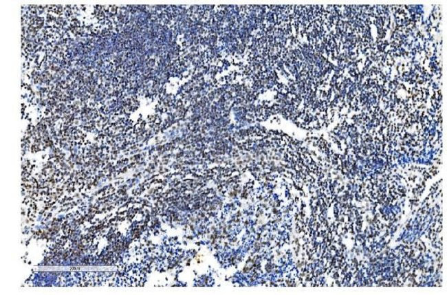 NRF1 Antibody in Immunohistochemistry (Paraffin) (IHC (P))