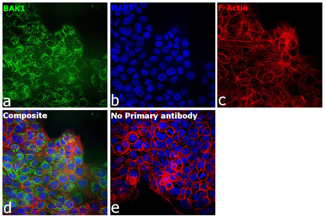 BAK1 Antibody in Immunocytochemistry (ICC/IF)