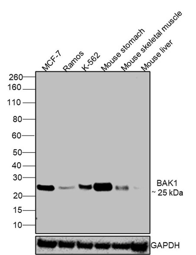 BAK1 Antibody in Western Blot (WB)