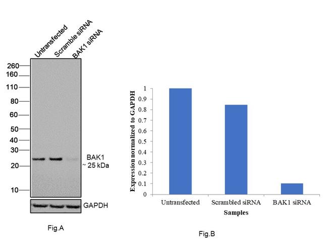 BAK1 Antibody in Western Blot (WB)