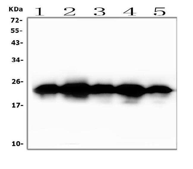 BAK1 Antibody in Western Blot (WB)