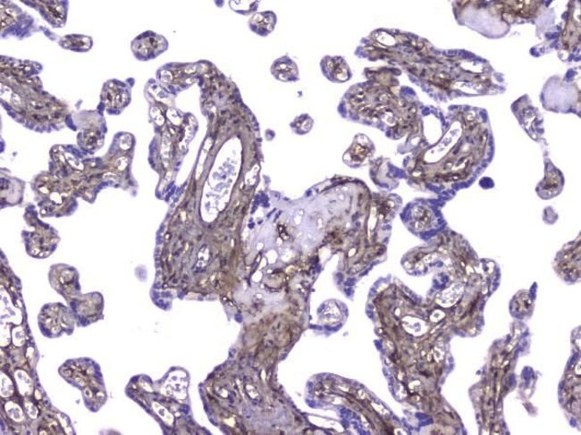 Collagen IV Antibody in Immunohistochemistry (Paraffin) (IHC (P))