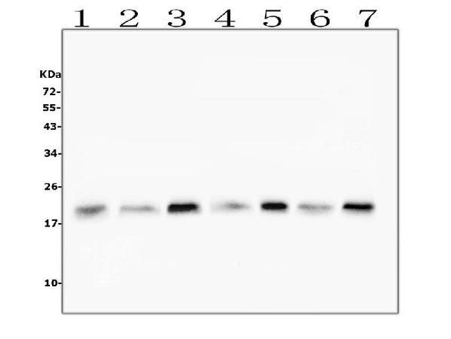 CFL2 Antibody in Western Blot (WB)