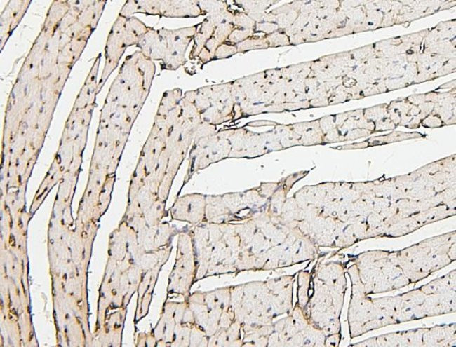 PPCS Antibody in Immunohistochemistry (Paraffin) (IHC (P))