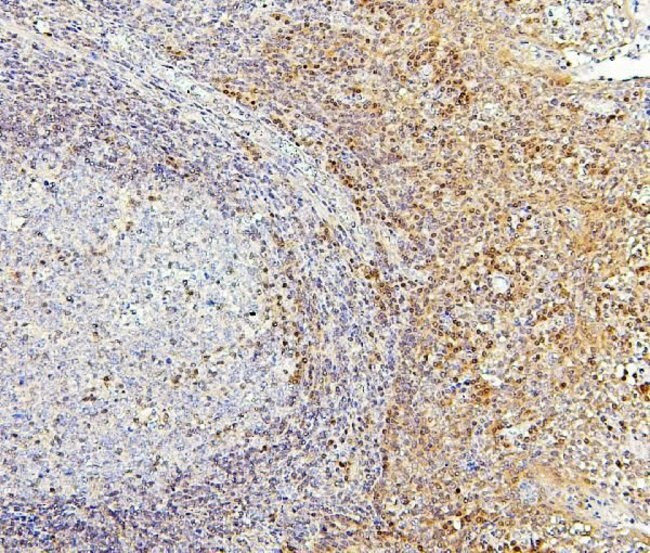 PPCS Antibody in Immunohistochemistry (Paraffin) (IHC (P))