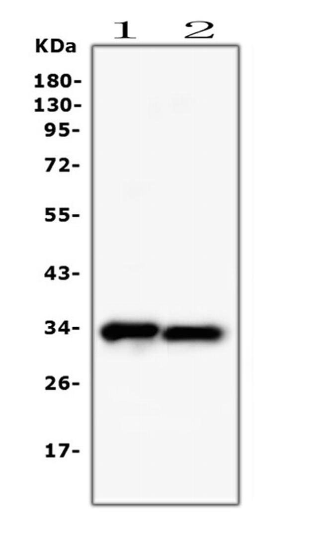 PPCS Antibody in Western Blot (WB)