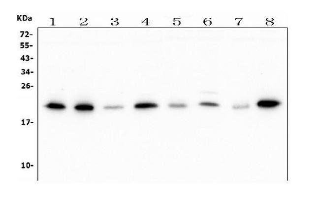 ATP5H Antibody in Western Blot (WB)