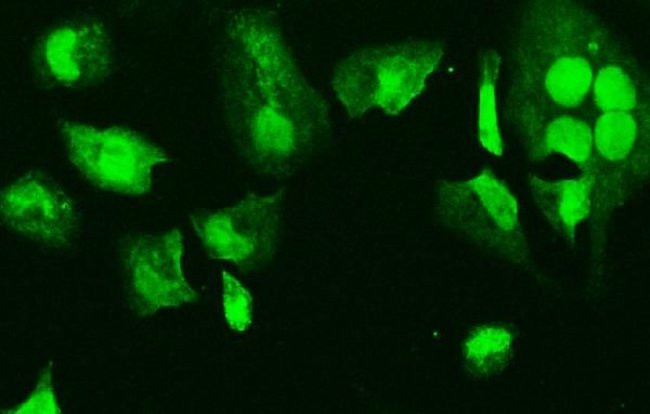 HMG4 Antibody in Immunocytochemistry (ICC/IF)