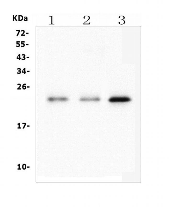 HMG4 Antibody in Western Blot (WB)