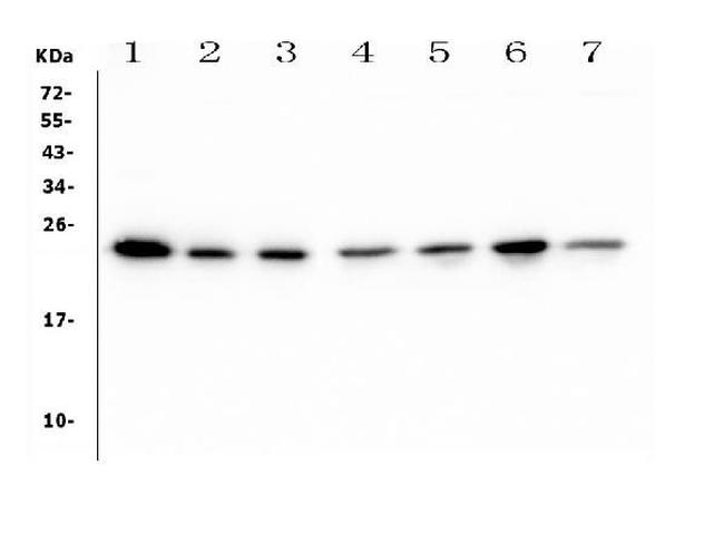 HMG4 Antibody in Western Blot (WB)