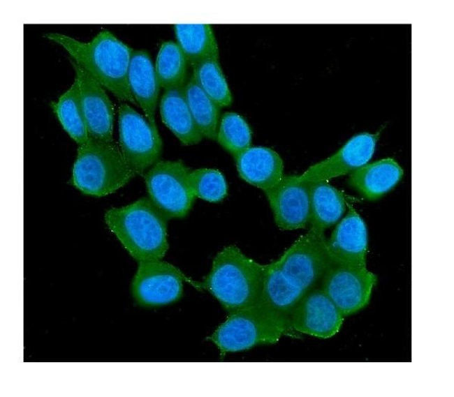 RAB11B Antibody in Immunocytochemistry (ICC/IF)