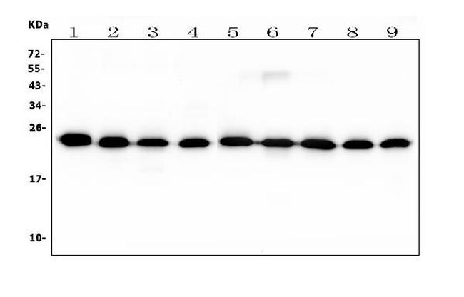 RAB11B Antibody in Western Blot (WB)