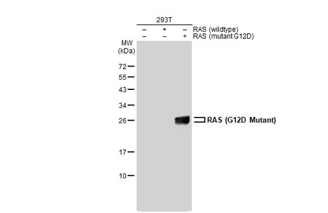 Ras (G12D Mutant) Antibody in Western Blot (WB)