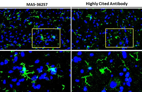 IBA1 Antibody in Immunohistochemistry (Frozen) (IHC (F))