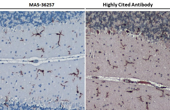 IBA1 Antibody in Immunohistochemistry (Paraffin) (IHC (P))