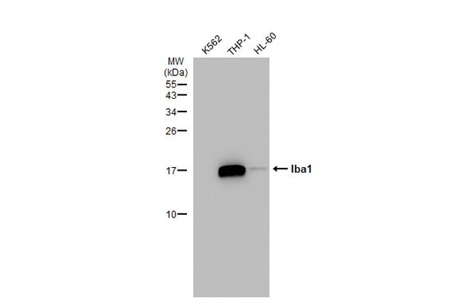 IBA1 Antibody in Western Blot (WB)