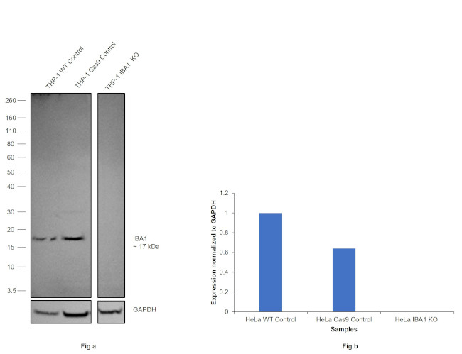 IBA1 Antibody in Western Blot (WB)