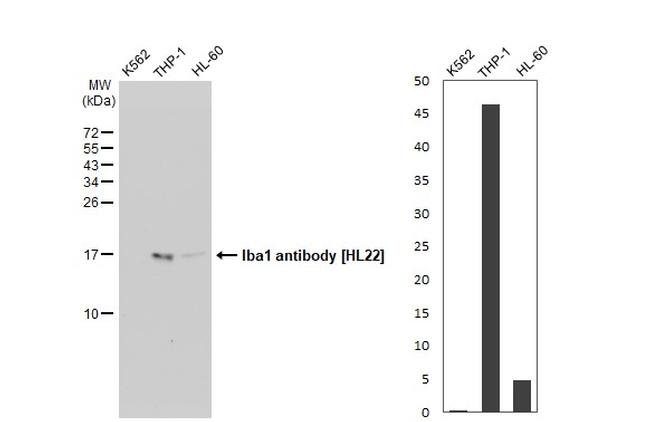 IBA1 Antibody in Western Blot (WB)