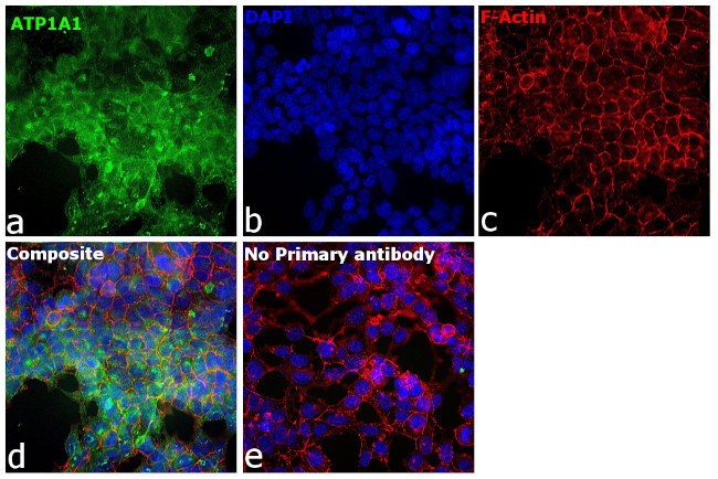 alpha-1 Sodium Potassium ATPase Antibody in Immunocytochemistry (ICC/IF)