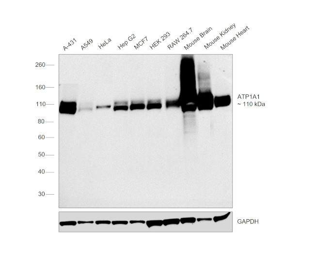 alpha-1 Sodium Potassium ATPase Antibody