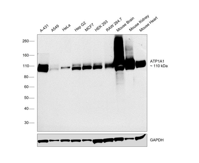 alpha-1 Sodium Potassium ATPase Antibody in Western Blot (WB)