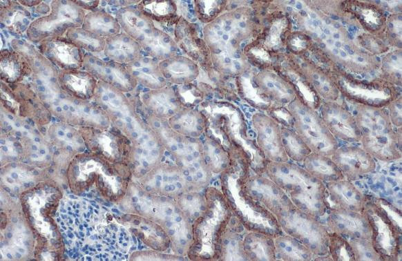 alpha-1 Sodium Potassium ATPase Antibody in Immunohistochemistry (Paraffin) (IHC (P))