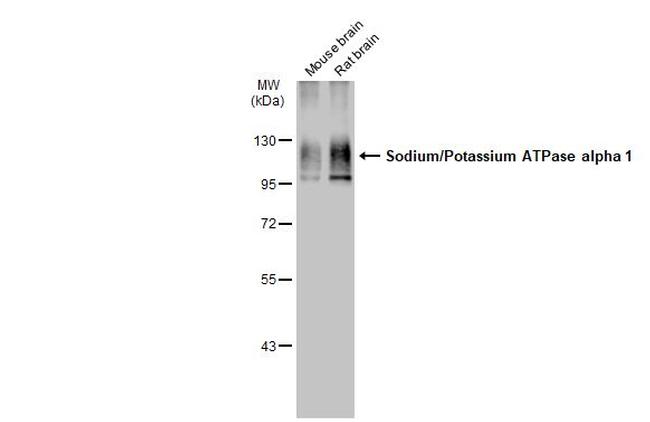 alpha-1 Sodium Potassium ATPase Antibody in Western Blot (WB)