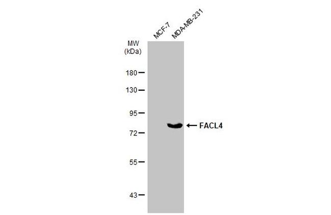 ACSL4/FACL4 Antibody in Western Blot (WB)