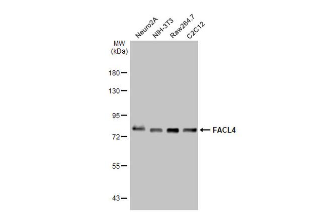 ACSL4/FACL4 Antibody in Western Blot (WB)