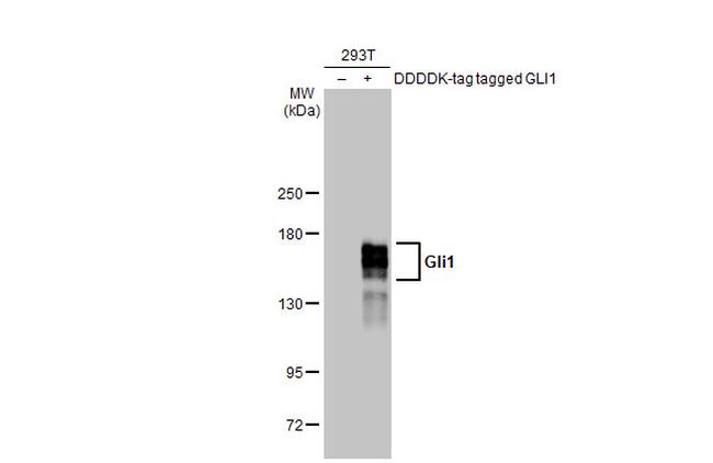 Gli1 Antibody in Western Blot (WB)