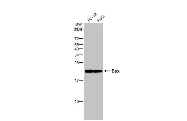 Bax Antibody in Western Blot (WB)