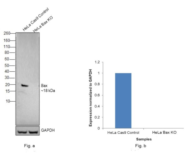 Bax Antibody in Western Blot (WB)