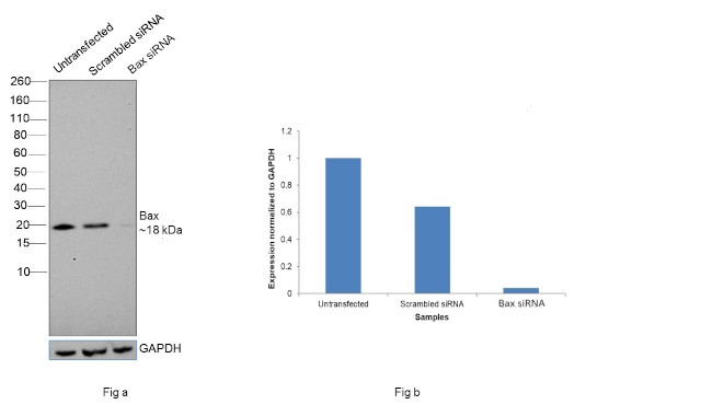 Bax Antibody in Western Blot (WB)