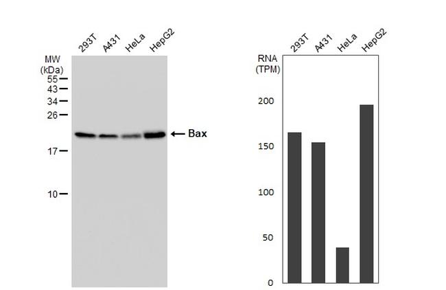 Bax Antibody in Western Blot (WB)