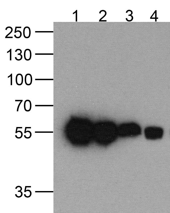 HAT Tag Antibody in Western Blot (WB)