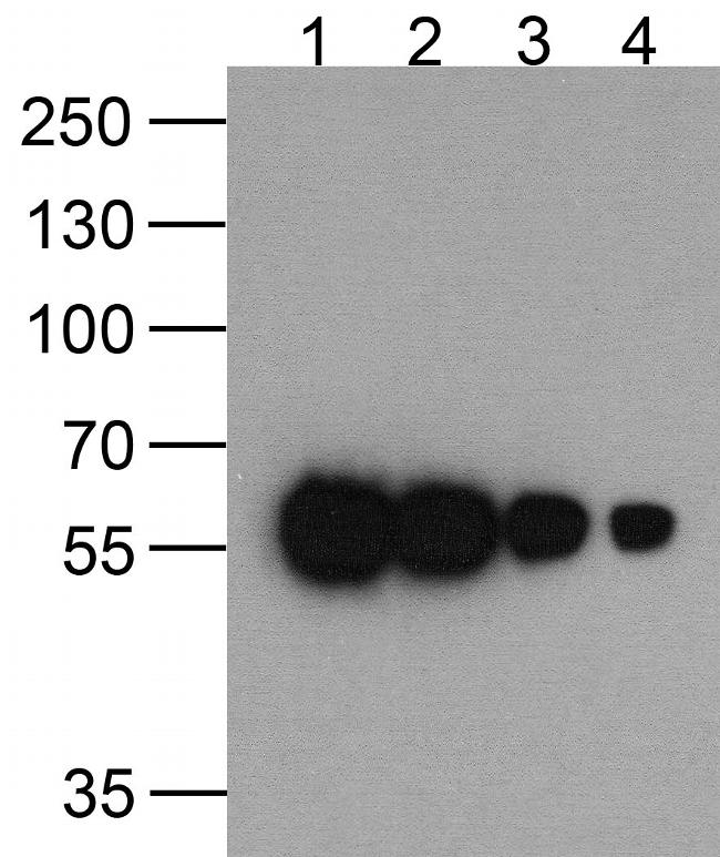 HAT Tag Antibody in Western Blot (WB)