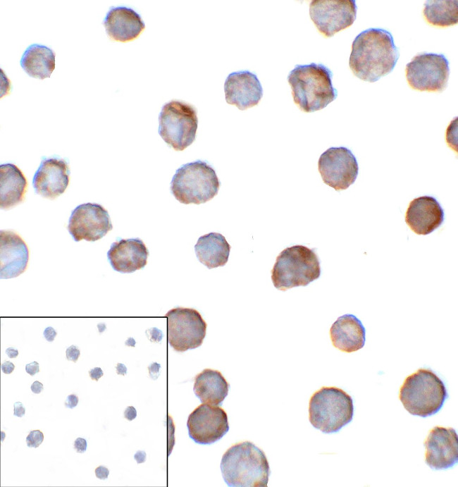 CD276 (B7-H3) Antibody in Immunocytochemistry (ICC/IF)