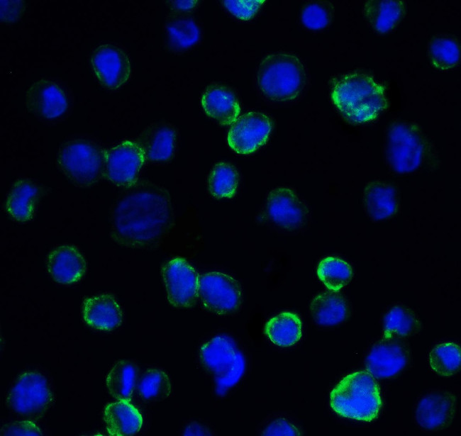 CD276 (B7-H3) Antibody in Immunocytochemistry (ICC/IF)