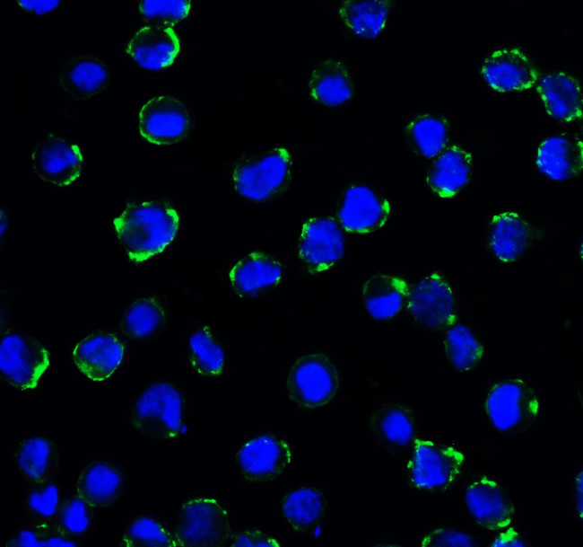 CD276 (B7-H3) Antibody in Immunocytochemistry (ICC/IF)