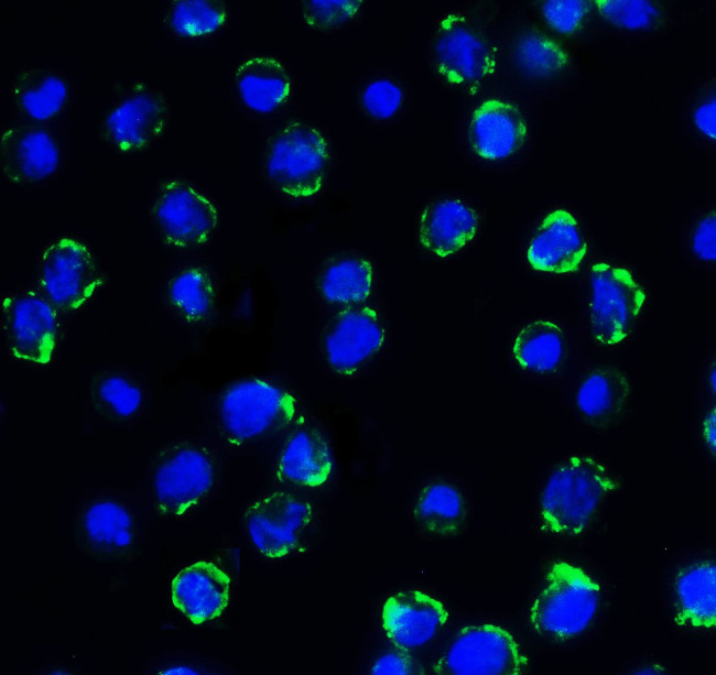 CD276 (B7-H3) Antibody in Immunocytochemistry (ICC/IF)