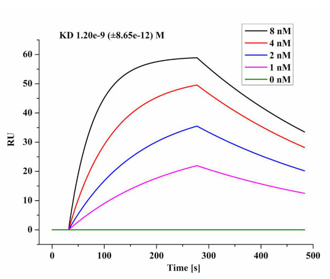 SARS-CoV-2 Nucleocapsid Antibody in Surface plasmon resonance (SPR)