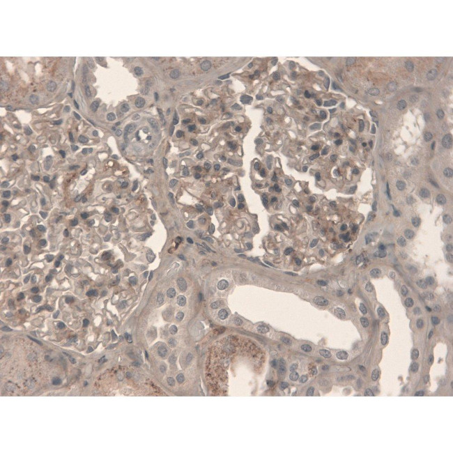 Fibronectin Antibody in Immunohistochemistry (Paraffin) (IHC (P))