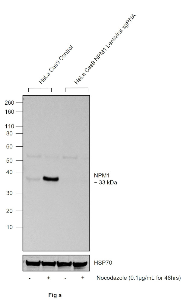 Phospho-NPM1 (Ser4) Antibody in Western Blot (WB)