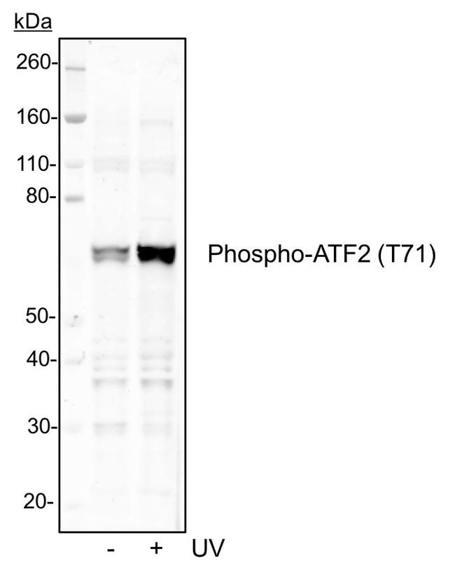 Phospho-ATF2 (Thr71) Antibody in Western Blot (WB)