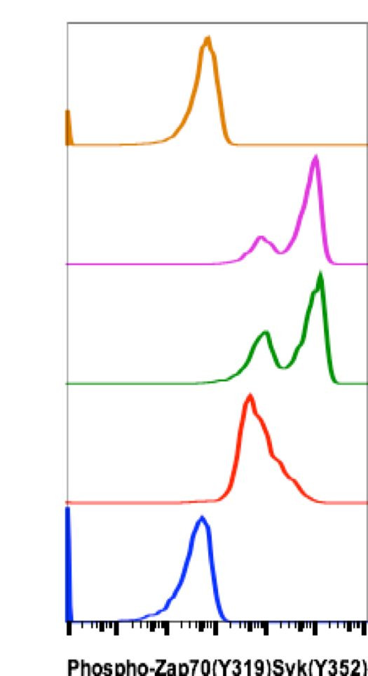 Phospho-ZAP70/Syk (Tyr319, Tyr352) Antibody in Flow Cytometry (Flow)