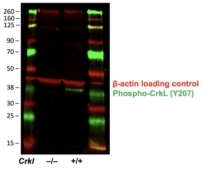 Phospho-CrkL (Tyr207) Antibody in Western Blot (WB)