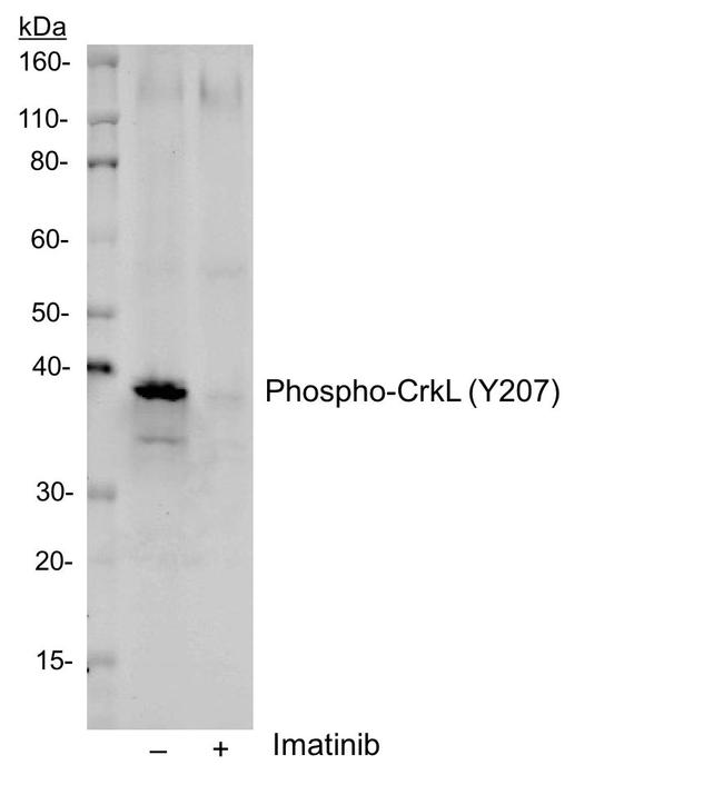 Phospho-CrkL (Tyr207) Antibody in Western Blot (WB)